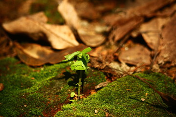 Tiny Green Seedling Growing on Mossy Ground Surrounded by Dead Leaves

