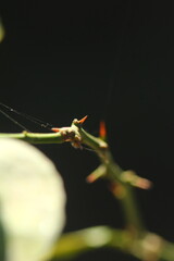 Sharp Red Thorns and Budding Spikes on a Plant Stem in Shadow

