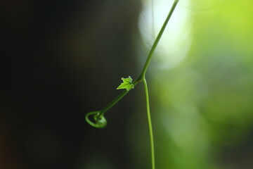 Newly Sprouted Tiny Leaf and Coiling Tendril on a Green Vine

