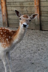 Daniel zwyczajny © KLAUDIA