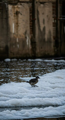 Small bird standing on white foam in polluted river. Environmental problem of water pollution. Ecological disaster concept.