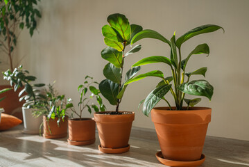 Various green houseplants in terracotta pots lined along a bright wooden floor, bathed in morning sunlight that casts soft shadows and creates a fresh, cozy indoor garden vibe