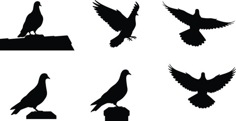 Pigeon silhouettes flying, perched, standing, isolated black bird shapes, urban wildlife illustration, avian motion study, vector design, animal graphic art