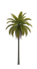 Majestic Palm Tree Isolated on White Background - Tropical Paradise.