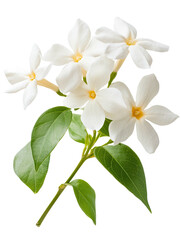 Fototapeta premium White-petal flowers bloom with leaves on a delicate stem