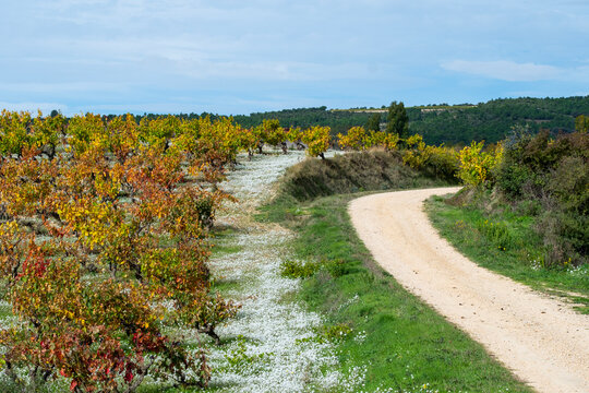Rows of vineyards with a curved dirt path through autumn fields leading into rolling hills under soft daylight symbolizing connection between land time and harvest in La Rioja Spain