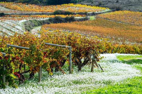 Rows of grapevines with white flowers growing between them in autumn fields showing agricultural harmony and the colors and textures of seasonal transition in La Rioja Spain
