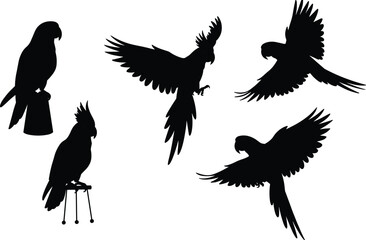 Parrot silhouettes flying and perched, exotic tropical birds, black vector illustration, wildlife design, aviary art, animal shapes, nature background