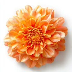 Vibrant Orange Flower Blossom Close-Up on White Background with Soft Petals and Intricate Details