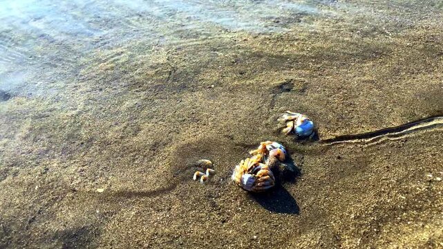 A small round crab burrows into the sand at the sight of danger, so that it would not be eaten