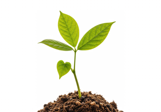 Young green plant growing from soil isolated