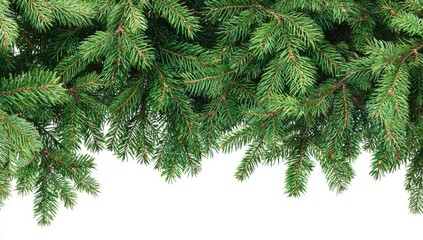 Lush, vibrant green evergreen boughs, densely packed, form a horizontal border against a stark white background