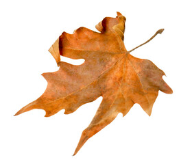 Naklejka premium One dry maple leaf isolated on white. Autumn season