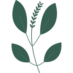 Minimalist Dark Green Leafy Branch with Sprig of Small Leaves on Transparent Background Simple Botanical Illustration