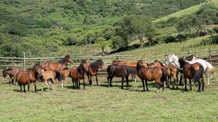 Purebred wild horses roaming free on the ranch