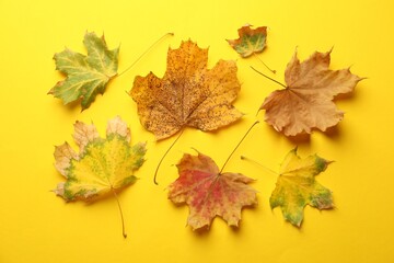 Beautiful autumn leaves on yellow background, flat lay