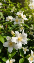 Delicate White Jasmine Blossoms in Sunlight.