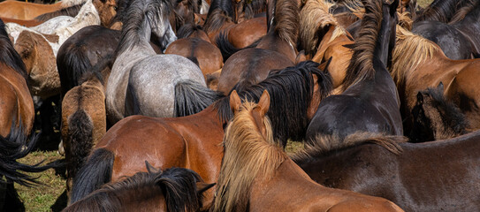 Purebred wild horses roaming free on the ranch