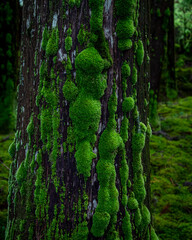moss on tree