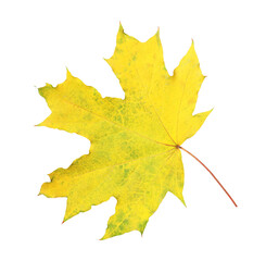 One dry maple leaf isolated on white. Autumn season