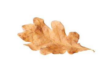 One dry oak leaf isolated on white. Autumn season