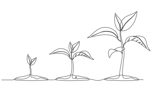 growing tree animation continuous one line drawing, Animated self drawing of continuous line draw of step of grow plant, Plant Sprout in the ground, one line drawing Video animation Full length style.
