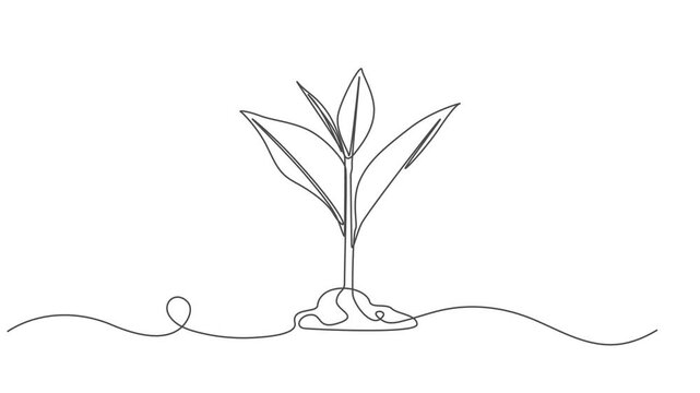 growing tree animation continuous one line drawing, Animated self drawing of continuous line draw of step of grow plant, Plant Sprout in the ground, one line drawing Video animation Full length style.