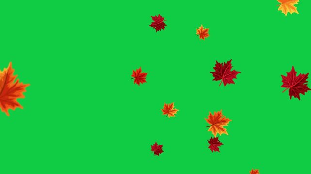 Maple leaves floating to right on a green screen