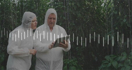 Inspecting researchers in suits monitoring plant growth on tablet in greenhouse, with vine strings