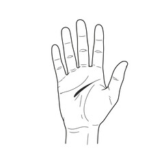 Obraz premium A detailed line drawing of an open hand with visible palm lines, isolated on white background, representing fate, fortune, and the art of palmistry reading