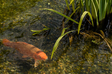 Koi Fish Swimming in a Tranquil Pond