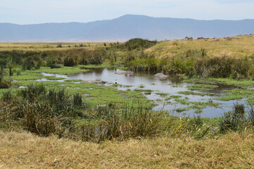 Africa, Tanzania, Ngorongoro, hippos pool