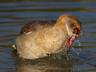 Eine Nilgand bei der Gefiederpflege