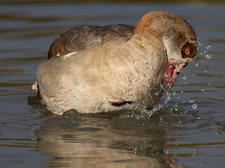 Eine Nilgand bei der Gefiederpflege