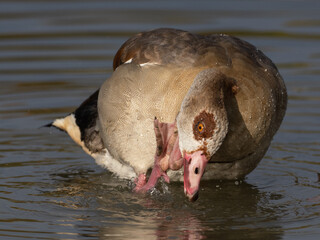Eine Nilgand bei der Gefiederpflege