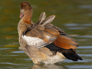 Eine Nilgand bei der Gefiederpflege