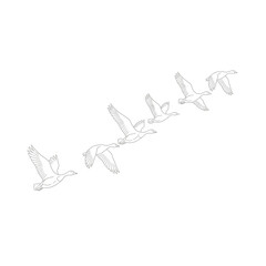 A line art illustration of a flock of geese flying in formation, showcasing their graceful movement and unity, isolated on white background simple yet elegant design