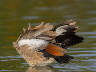 Eine Nilgand bei der Gefiederpflege