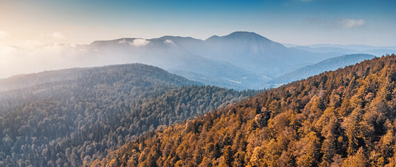 Autumn forest covering mountain slopes during sunrise with mist lingering in the valleys, creating a serene panoramic landscape
