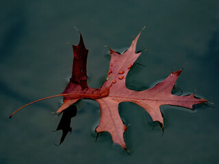 Herbstlaub auf einer Wasseroberfläche