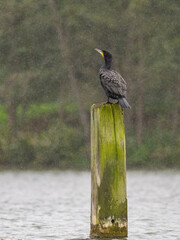 Kormoran im Regen