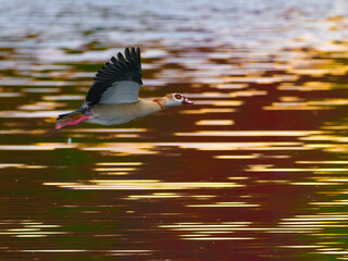 Eine Nilgans fliegt im Licht des Sonnenuntergangs