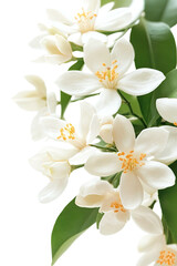 Obraz premium White flowers with yellow centers on green foliage, close-up