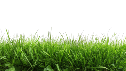 Low-angle vibrant green grass with black background