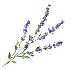 Naklejka premium Lavender sprigs, detailed illustration, dark background