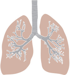 人体の肺