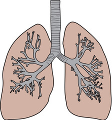 人体の肺