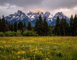 Mountain peaks, snow-capped, sunlit, above a flower meadow