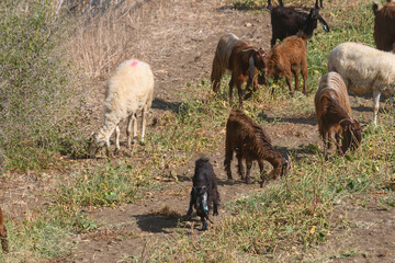 Black Long Eared Cypriot Goats and Sheep Grazing in Cyprus