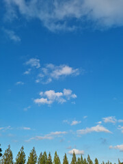 Blue sky and street trees